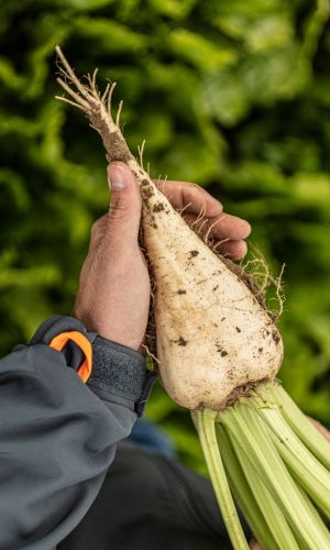 Свёкла кормовая САХАРНАЯ