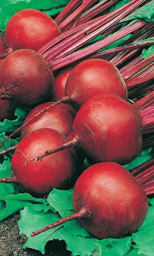 Свёкла РУССКАЯ ОДНОСЕМЯННАЯ