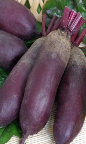 Свёкла САНЬКИНА ЛЮБОВЬ