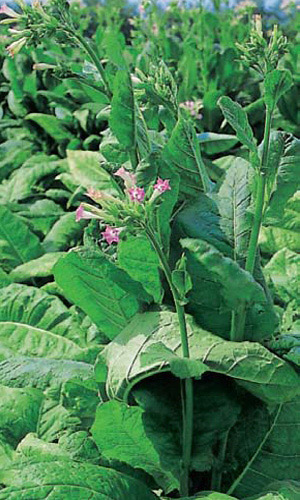 Табак курительный ГЕРЦЕГОВИНА ФЛОР