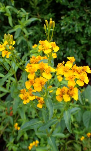 Тагетис лучистый АНИСОВЫЙ АРОМАТ