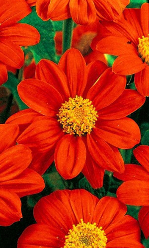 Титония ПИКОВАЯ ДАМА