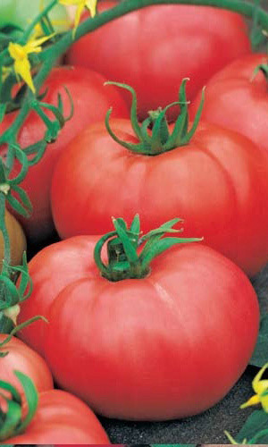 Томат АЛТАЙСКИЙ РОЗОВЫЙ