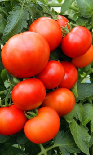 Томат АЛТАЙСКИЙ ШЕДЕВР &mdash; Очень урожайный! Крупноплодный! Выносливый! Не растрескивается! Алтайская селекция!