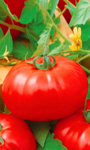 Томат АЛЫЕ ПАРУСА