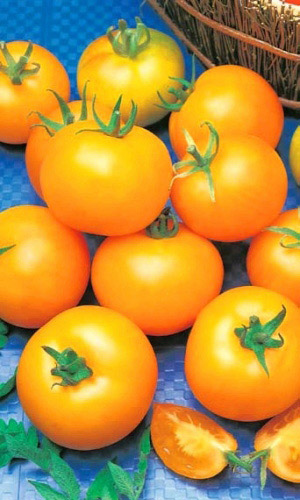 Томат АПЕЛЬСИН