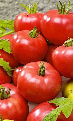 Томат БУГИ-ВУГИ F1