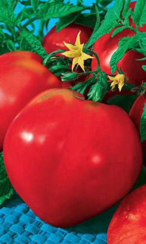 Томат БЫЧЬЕ СЕРДЦЕ КРАСНОЕ