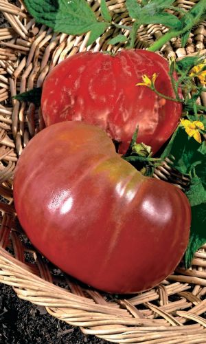 Томат ЧУДО НА РЕКОРД &mdash; Высокая урожайность до 10 кг/м/кв! Плоды мясистые, зернистые, сахаристые с очень малым количеством семян!