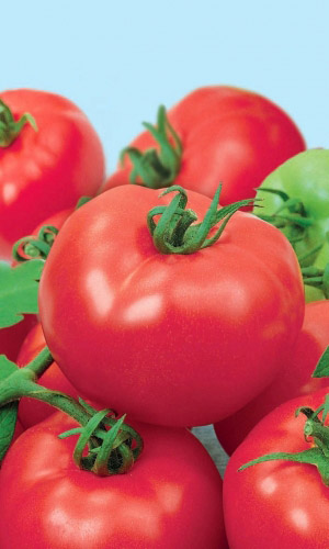 Томат ДЕБЮТАНТКА F1 &mdash; Невероятно урожайный! Теневыносливый! До 12 кистей на растении!