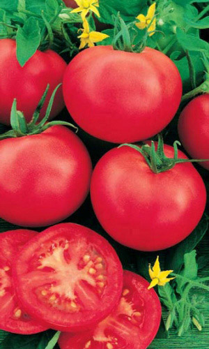 Томат ДУБОК &mdash; Крепкий куст! Неприхотлив!