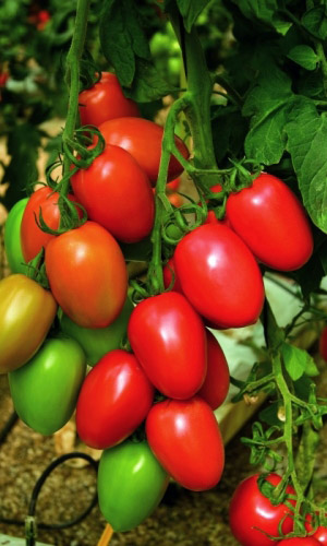 Томат ФИТОУС