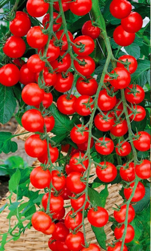 Томат ГАРТЕН ФРОЙДЕ &mdash; Эффектный вид! Высокий урожай! Великолепный вкус и аромат!