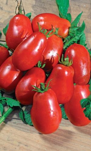 Томат ГЕНЕРАЛЬСКИЙ &mdash; Не требует сложного ухода! Плодоносит даже в холодное лето! Высокоустойчив к ветрициллёзу!