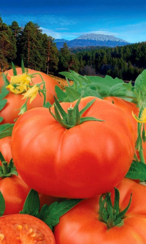 Томат ГОРДОСТЬ УРАЛА &mdash; Раннеспелый! Отдельные плоды до 1 кг!