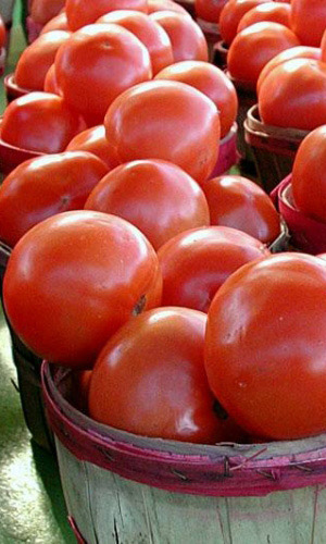 Томат ГРУНТОВЫЙ ГРИБОВСКИЙ 1180