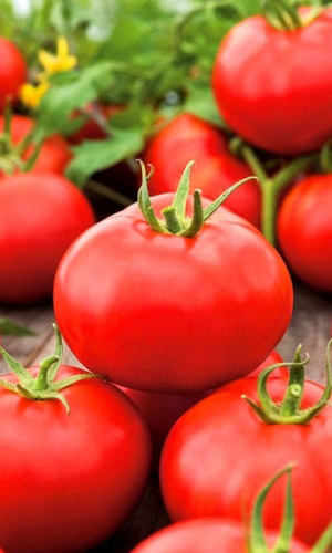 Томат ИНФИНИТИ F1 &mdash; Надёжный! Крупноплодный! Высокопродуктивный! Стрессоустойчивый!