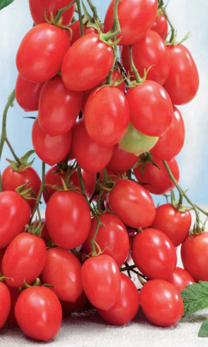 Томат ИСПАНСКИЙ РОЗОВЫЙ &mdash; Большие грозди!