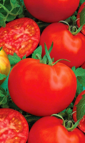 Томат ИВАНОВНА &mdash; Устойчив к похолоданию, изнуряющей жаре и засухе! Завязывает множество плодов!