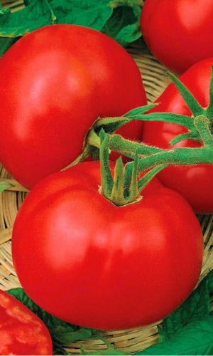 Томат КРАСНАЯ КОМЕТА F1