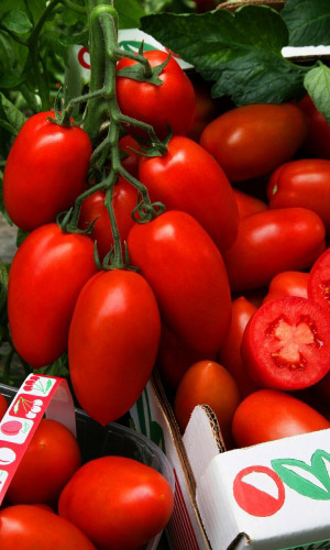 Томат КРАСНЫЙ МЕТЕОР &mdash; Гроздевые кисти! Устойчив к капризам погоды! Засолочный!