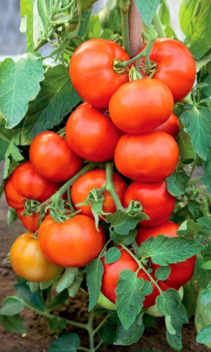 Томат КРАСНЫЙ ОЛИГАРХ &mdash; Ультраскороспелый! Не пасынкуется! Мясистый! Сорт богат на урожай!