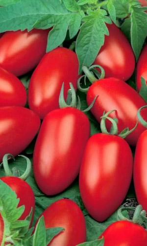 Томат КУРАЖ F1