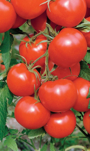 Томат ЛЯНА КРАСНАЯ &mdash; Ультраскороспелый! Не требует подвязки и пасынкования! Устойчив к комплексу болезней! Вкус на высоте!