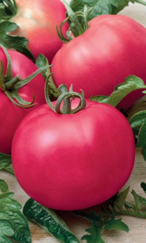 Томат МАЛИНОВКА &mdash; В Малиновке не только свадьбы, но и вкусные томаты! Изумительный вкус! Устойчив к болезням! Не пасынкуется!