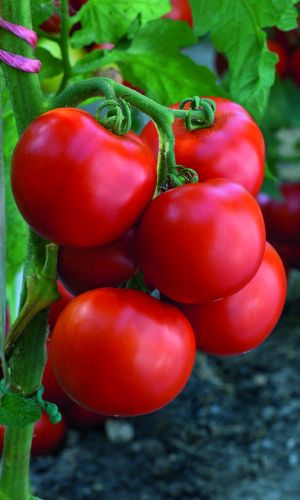 Томат МЕЛОДИЯ F1 &mdash; Раннеспелый! Крупноплодный! Уникальная урожайность!