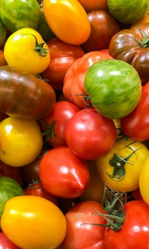 Томат МИКС УЛЬТРАСКОРОСПЕЛЫХ НЕПАСЫНКУЮЩИХСЯ СОРТОВ