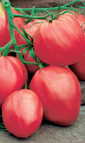 Томат МИШКА КОСОЛАПЫЙ МАЛИНОВЫЙ &mdash; Сладкие словно первый поцелуй, красивые как малиновый закат, урожай как из рога изобилия! Устойчив к болезням!