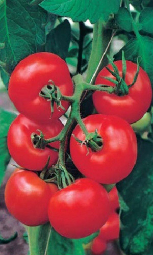 Томат МОСКОВИЯ