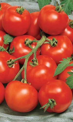 Томат НЕПАСЫНКУЮЩИЙСЯ КРАСНЫЙ