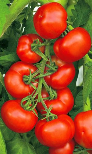 Томат НЕПАСЫНКУЮЩИЙСЯ УЛЬТРАСКОРОСПЕЛЫЙ &mdash; Можно выращивать без рассады! Не поражается фитофторой!