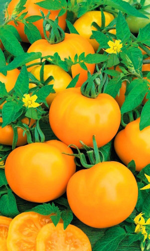 Томат НЕПАСЫНКУЮЩИЙСЯ ЯНТАРНЫЙ