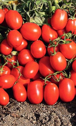 Томат НОВИЧОК (большой пакет) &mdash; Семян в 5 раз больше, чем в обычном пакете!