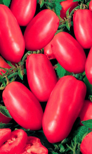 Томат НОВЫЙ КЁНИГСБЕРГ