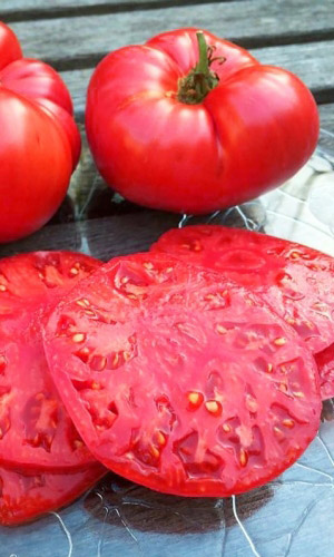 Томат ОГОРОДНИК &mdash; Плоды крупные, сочные, мясистые, сладкие, массой до 350 г! Способен дать до 10 кг плодов с куста!