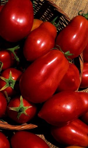 Томат ПЕРЦЕВИДНЫЙ ГИГАНТ