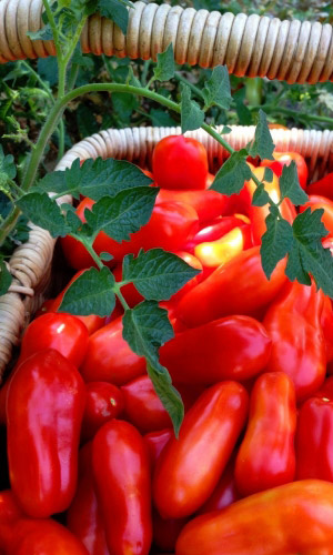 Томат ПЕРЦЕВИДНЫЙ &mdash; До 30 вкуснейших плодов с растения! Суперзасол!