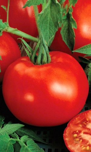 Томат ПРЕКРАСНАЯ ЛЕДИ F1