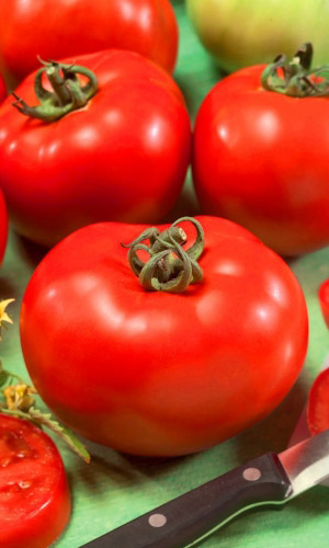 Томат ПРЕЗИДЕНТ III F1 &mdash; Суперпопулярный! Крупноплодный! Очень вкусный! Устойчив к болезням!