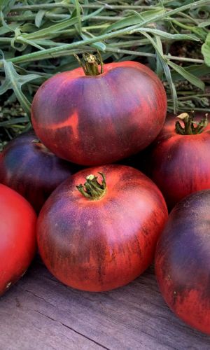 Томат ПУШКИН F1 &mdash; Безумно красив! Мясистый, нежный, сладкий с фруктовыми нотками! Любой салат станет сказочно вкусным!