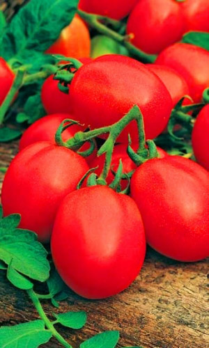 Томат РАНОВИК