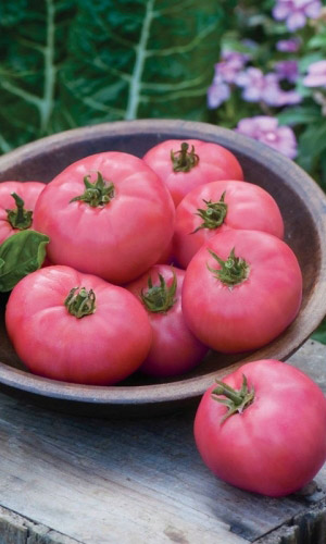 Томат РОЗОВЫЙ СЛАДКИЙ &mdash; Очень крупный! Для самых вкусных салатов! Гигантская урожайность!