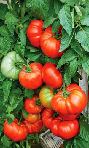 Томат САХАРНАЯ МОЛНИЯ &mdash; Уникальное сочетание скороспелости, крупноплодности и замечательного вкуса!