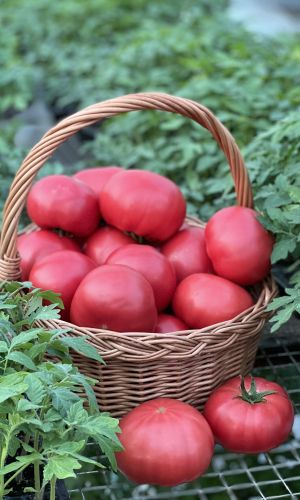 Томат САНЬКА РОЗОВЫЙ &mdash; Растение компактное! Вкусовые качества и товарность отличные! Высокая транспортабельность!