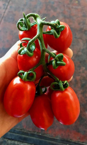 Томат САША F1 &mdash; Супер сладкий черри! Невиданная урожайность! Дружное плодоношение!