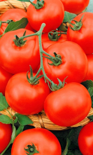 Томат СЕВЕРЯНКА &mdash; Раннеспелый! Холодостойкий! Не болеет фитофторой! Идеален для засолки!